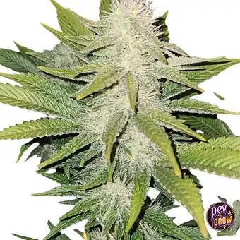 78 The Cali Connection –...