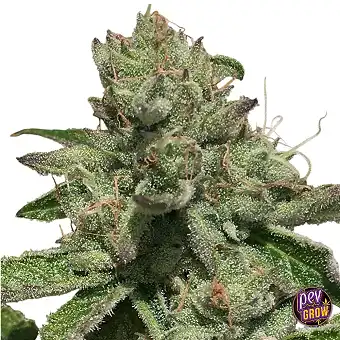 Charm Cookies Feminized...