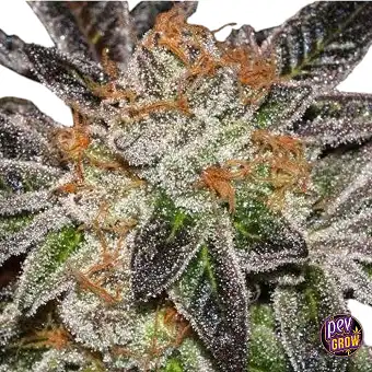 Mamiko Seeds'ten Cookies...