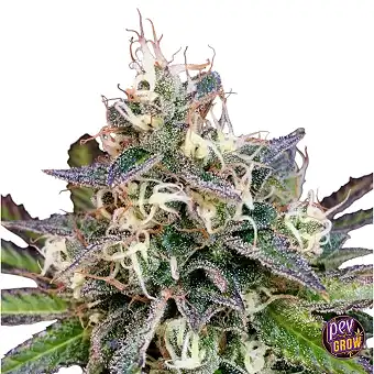 Cheese Cookies Femminizzati...