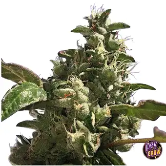 Fire Afghan Cookies Dişi...