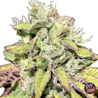 Tarta Helada Feminized...