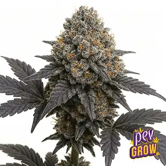 Black Ice Strain Semi...