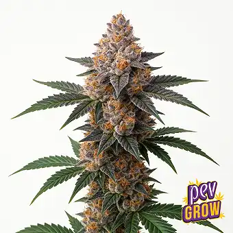 Red Velvet strain Feminized...