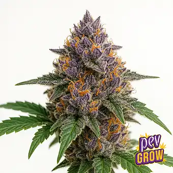 Sementes Feminizadas Gastro...