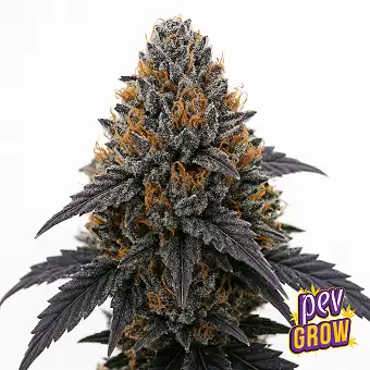 Gas Face strain Graines...
