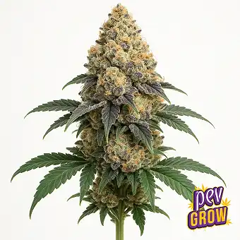 GovernMint Oasis strain...