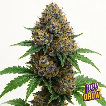 Mochi Strain Semilla...