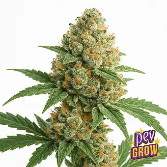 Sementes Feminizadas Carbon...