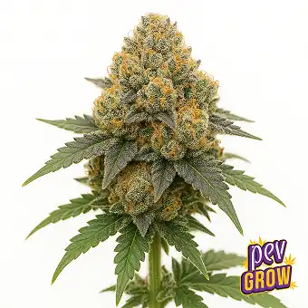 Grape Gas strain Semilla...