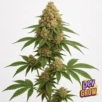 Hash Burger strain...