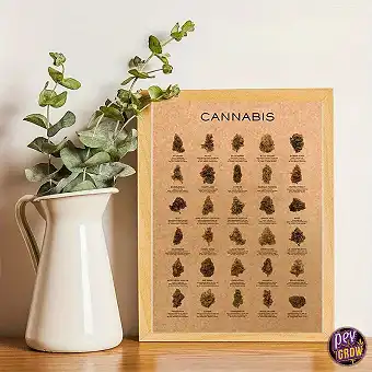 Cannabis Plant Varieties...