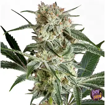 O' Haze Red