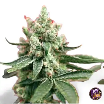 Guayaka Reggae Seeds