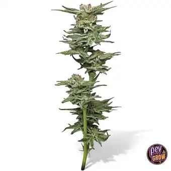 Насіння Blueberry Muffin...