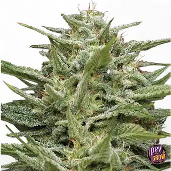 Llavors feminizades Hella...