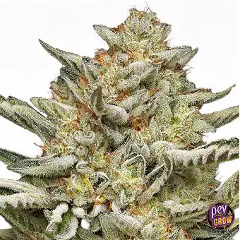 OG Triploid Auto