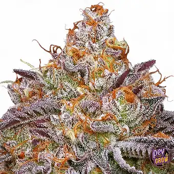 Granny Candy