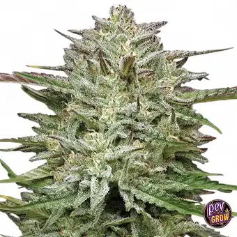 Насіння Пайн Таун Авто...