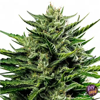 Emerald Fire OG Auto Samen:...