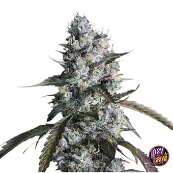 Auto Red Velvet Paradise Seeds