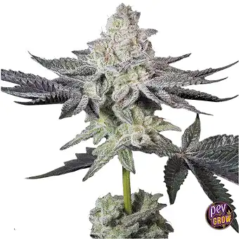 Emerald Envy Paradise Seeds...