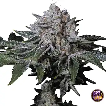 Σπόροι Peach Frosting...