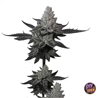Chem Cake Paradise Seeds...