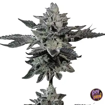 G-Force Paradise Seeds...