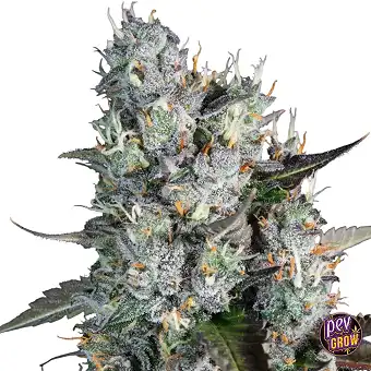 Red Velvet Auto Paradise Seeds