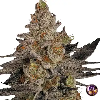 Chocolate Wafflez Feminized...