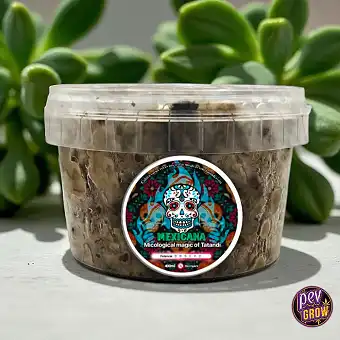 Truffes Magiques Mexicana...