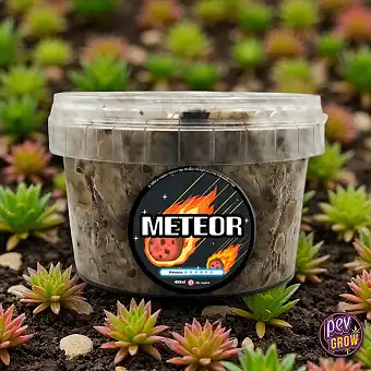 Truffes Magiques Meteor...