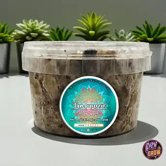 Tampanensis Magic Truffles...