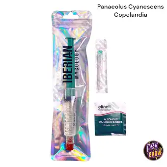 Panaeolus Cyanescens...