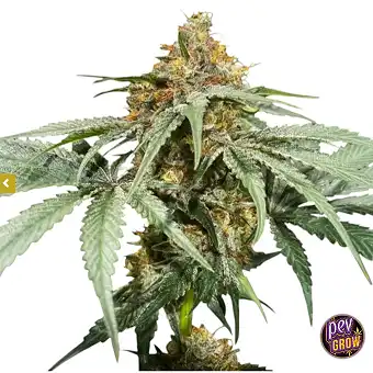 Bubbaloo Feminized Seeds by...