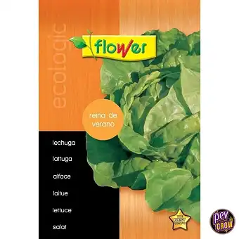 Sementes de Alface Rainha...