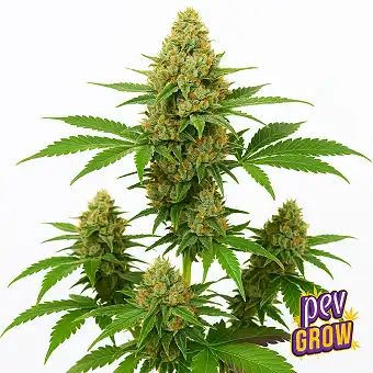 Original Gangster Kush...