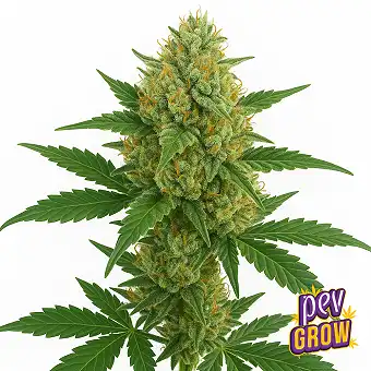 X Amnesia Autoflowering...