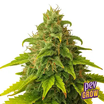 Monster Glue