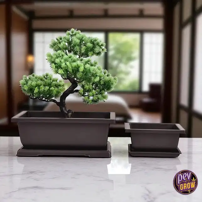 trichodiadema densum bonsai Trichodiadema Densum (4" Pot) Succulent Plant  Beaultiful Desert Plants