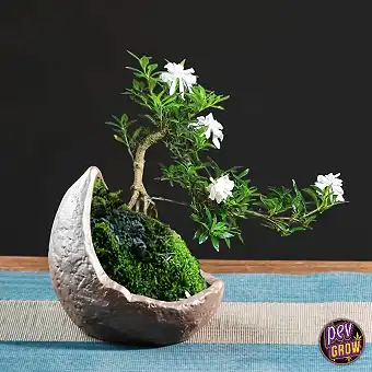 Round 12cm Ceramic Bonsai Pot