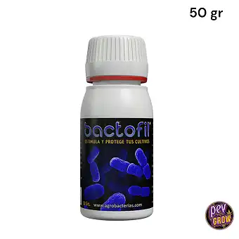 Bactofil bacillus y...