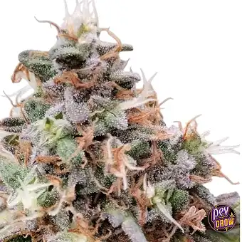 Cachemira Regular Seeds
