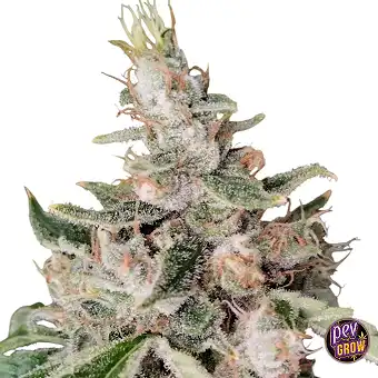 African Gas Féminisées -...