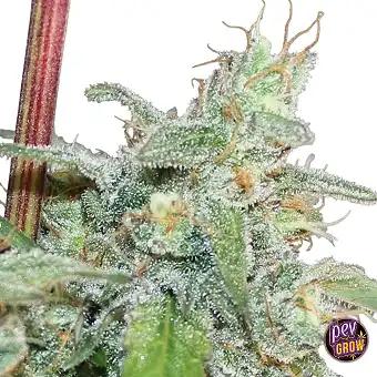 Kalidonia Feminized Seeds...
