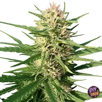 Creeper Gouge Regular Seeds
