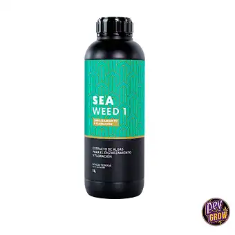 Sea Weed 1 Mycoterra:...