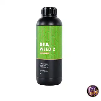 Sea Weed 2 Meeresalgen für...
