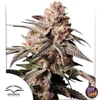 Slush Mint Cake Feminized...